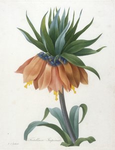 Fritillaria Imperialis, aus Choix Des Plus Belle Fleurs et des Plus Beaux Fruits, 1827