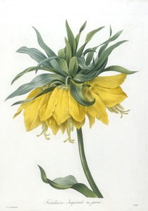 Fritillaire, Imperiale variété jaune, aus Choix Des Plus Belle Fleurs et des Plus Beaux Fruits, 1827