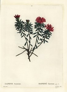 Girlandenblume Rosengold-Daphne, Daphne cneorum. Handkolorierte Punktstichgravur von Miss Rolet nach einer Illustration von Pierre-Joseph Redouté aus Henri Louis Duhamel du Moncels „Traité des Arbres et Arbustes“, Paris