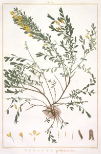 Genista pedunculata, aus Stripes Novae aut Minus Cognitae, 1784