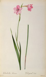 Gladiolus Hirsulus, aus 
