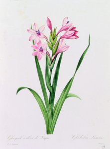 Glayeul Couleur de Laque von Pierre Joseph Redouté