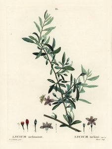 Goji-Beere oder Chinesische Wolfsbeere, Lycium barbarum