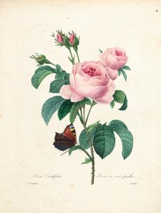 Hundertblättrige Rose, graviert von Langlois, aus Choix des Plus Belles Fleurs et des Plus Beaux Fruits, Bd. I
