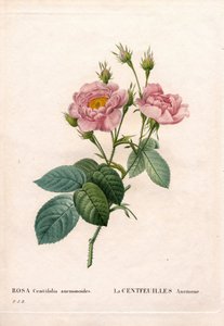 Hundertblättrige Anemonenrose, Rosa centifolia, Sorte La Centfeuilles Anemone