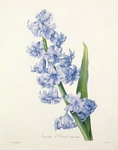 Hyacinthus orientalis (gewöhnliche Hyazinthe), graviert von Victor, aus 