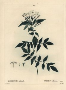 Jasmin, Jasminum officinale. Handkolorierte Punktstichgravur von Moret nach einer Illustration von Pierre-Joseph Redouté aus Henri Louis Duhamel du Moncels „Traité des Arbres et Arbustes“, Paris