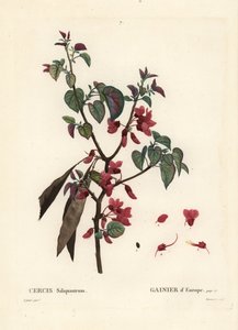 Judasbaum, Cercis siliquastrum. Handkolorierter Stich von Tassaert nach einer Illustration von Pierre-Joseph Redouté aus Henri Louis Duhamel du Moncels 