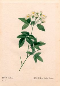 Lady Banks Rose, Rosa banksiae var. alba-plena. Handkolorierte Kupferstichgravur aus Pierre Joseph Redoute