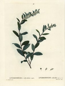 Lederblatt, Chamaedaphne calyculata. Handkolorierte Punktstichgravur von Miss Brenet nach einer Illustration von Pierre-Joseph Redouté aus Henri Louis Duhamel du Monceau