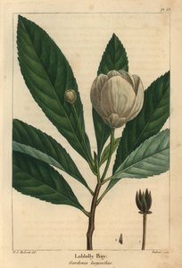 Loblolly-Bucht, Gordonia lasyanthus