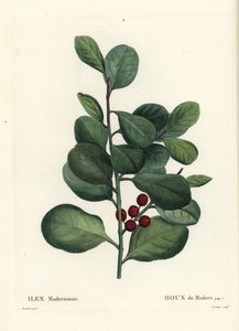 Madeira Stechpalme, Ilex perado von Pierre Joseph Redouté