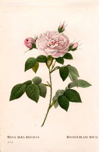 Mädchenrosa, königliche weiße Rose, Rosa alba var. incarnata. Handkolorierter Kupferstich aus Pierre Joseph Redoutés „Les Roses“, Paris von Pierre Joseph Redouté
