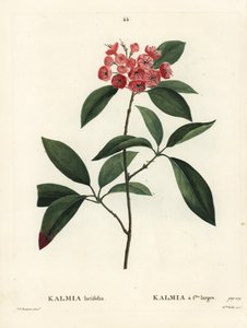 Berglorbeer oder Kalmia latifolia