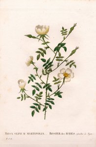 Myrtenblättrige Heckenrose, Rosa aggrestis Varietät, Rose des Hayes mit Myrtenblättern. Handkolorierte Punktkupferstich aus Pierre Joseph Redouté