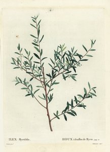 Myrten-Stechpalme oder Myrten-Dahoon, Ilex myrtifolia