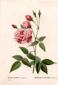 Alte Blush-Rose, Rosa chinensis. Handkolorierter Kupferstich aus Pierre Joseph Redoutés „Les Roses“ von Pierre Joseph Redouté