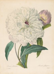 Paeonia flagrans Pfingstrose, 1827
