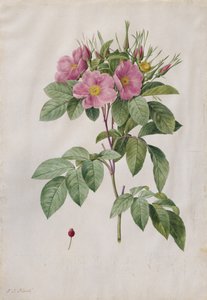 Weiderose (Rosa Carolina Corymbosa) von Pierre Joseph Redouté