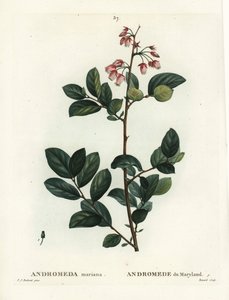 Pieris mariana (Andromeda mariana, Andromede von Maryland)