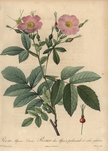 Rosa Alpenrose, Rosa pendulina