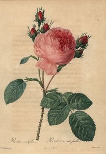 Rosa Zentifolie von Pierre Joseph Redouté