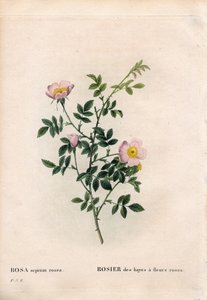 Rosa Heckenrose, Rosa aggrestis Varietät, Rose der Hecken mit rosa Blüten. Handkolorierte Punktkupferstich aus Pierre Joseph Redouté