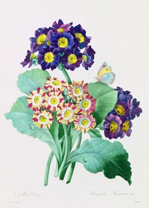 Primula Auricula
