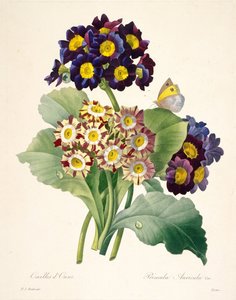 Primula auricula Primeln, 1827