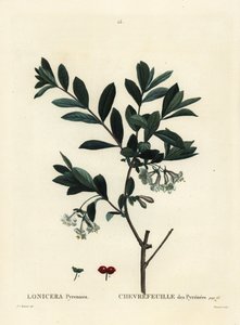 Pyrenäen-Geißblatt, Lonicera pyrenaica von Pierre Joseph Redouté