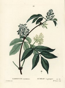 Roter Holunder, Sambucus racemosa. Handkolorierter Stich von Miss Brenet nach einer Illustration von Pierre-Joseph Redouté aus Henri Louis Duhamel du Moncels „Traité des Arbres et Arbustes“, Paris