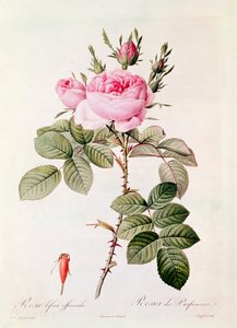 Rosa Bifera Officinalis, aus 