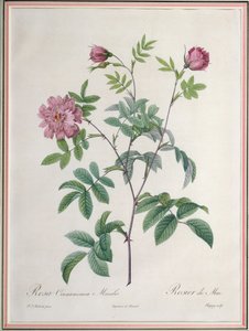 Rosa Cinnamomea Maialis, graviert von Chapuy, veröffentlicht von Remond von Pierre Joseph Redouté