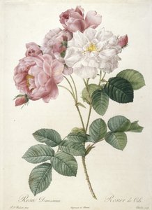 Rosa Damascena, Rosier de Cels, aus Les Roses, 1817-24