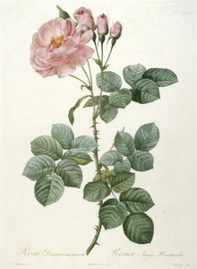 Rosa Damascena aurora, Rosier Aurore Poniatowska, aus La Couronne Des Roses, 1817-1824 von Pierre Joseph Redouté