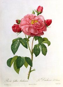 Rosa Gallica Aurelianensis, graviert von Eustache Hyacinthe Langlois (1777-1837) von Pierre Joseph Redouté