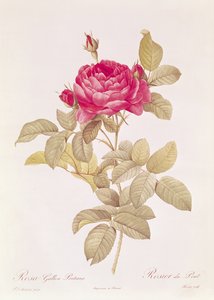 Rosa Gallica Pontiana, aus 
