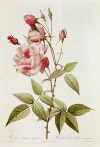 Rosa Indica Vulgaris, aus 