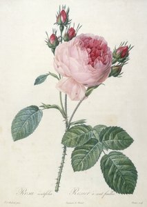 Rosa centrifolia, Rosier a cent feuilles, aus Les Roses, 1817-24 von Pierre Joseph Redouté