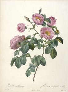 Rosa mollissima, Rosier a feuilles molles, aus Les Roses, 1817-24 von Pierre Joseph Redouté