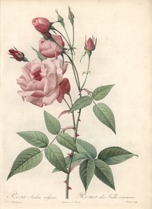 Rose Bengal Rose - Radierung von Bessin, basierend auf einer Illustration von Pierre Joseph Redoute, aus Les Roses von Pierre Joseph Redouté