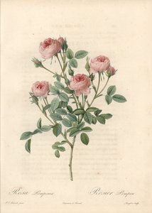 Rose de Meaux mit rosa Blüten - Radierung von Langlois, nach einer Illustration von Pierre Joseph Redoute (1759-1840), aus Les Roses