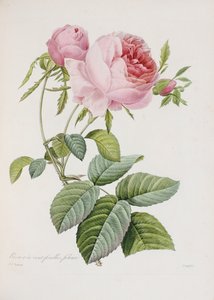Rose, graviert von Eustache Hyacinthe Langlois