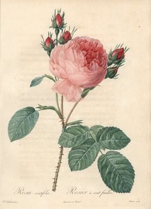 Rose hundert Blätter (hundert Blätter) - Radierung von Charlin, basierend auf einer Illustration von Pierre Joseph Redoute, aus Les Roses von Pierre Joseph Redouté