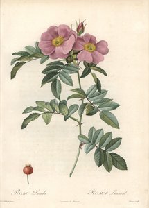 Rose von Virginia, mit rosa Blumen - Radierung von Bessin, nach einer Illustration von Pierre Joseph Redoute, aus Les Roses