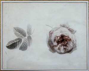 Rosenstudie