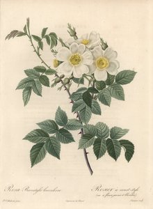 Rosier mit kurzen Stielen, Sorte mit gelben und weißen Blüten. Radierung von Langlois Charlin, nach einer Illustration von Pierre Joseph Redoute (1759-1840), aus Les Roses