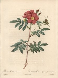 Rosier brillant - Radierung von Bessin, nach einer Illustration von Pierre Joseph Redoute (1759-1840), aus Les Roses.