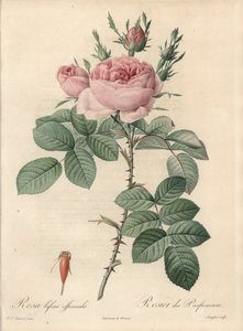 Rosier de Damascus - Radierung von Langlois, nach einer Illustration von Pierre Joseph Redoute (1759-1840), aus Les Roses. von Pierre Joseph Redouté