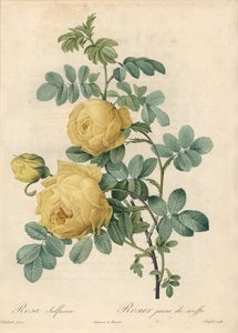 Rosier des Türken - Radierung von Langlois, nach einer Illustration von Pierre Joseph Redoute (1759-1840), aus Les Roses. von Pierre Joseph Redouté